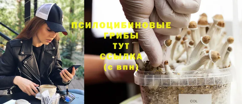 Псилоцибиновые грибы Cubensis  купить наркотик  Новокубанск 