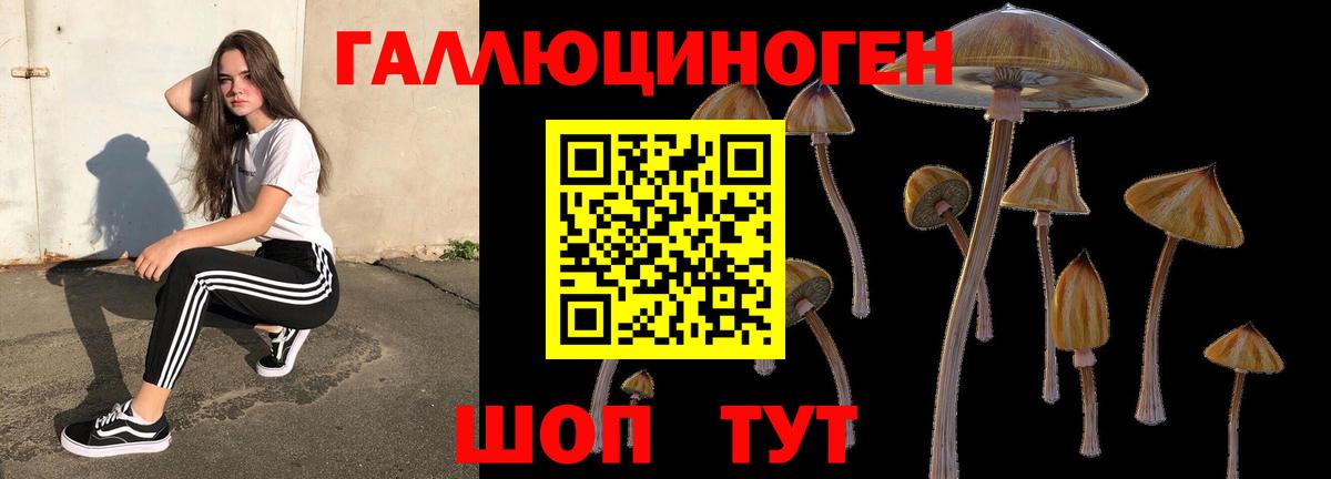 где купить   Вход с VPN  Новокубанск  Галлюциногенные грибы Psilocybe 